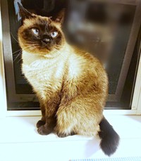 見目麗しい成猫になったルシウスくん（画像提供：だぬ彦さん）