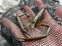 ヒラテテナガエビ（画像提供：よろたむさん）