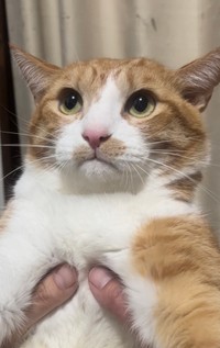 抱っこ大嫌いな猫ちゃんがXで話題に（飼い主さん提供）