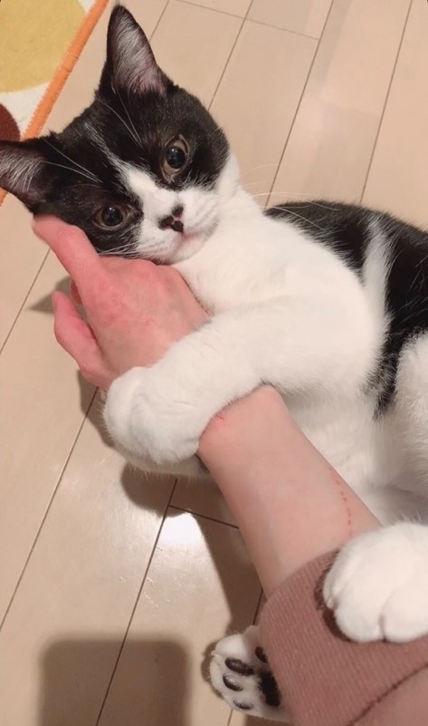 引っかき傷は愛の証です！（提供）