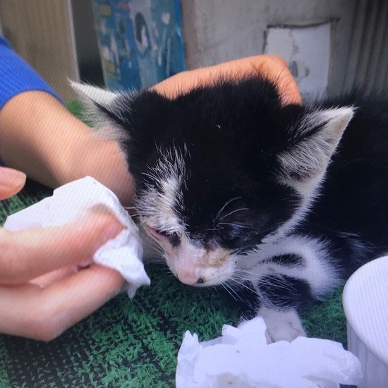 牛太郎は保護時にまぶたが癒着して、かなり栄養状態も悪かったけれど（夏子さん提供）