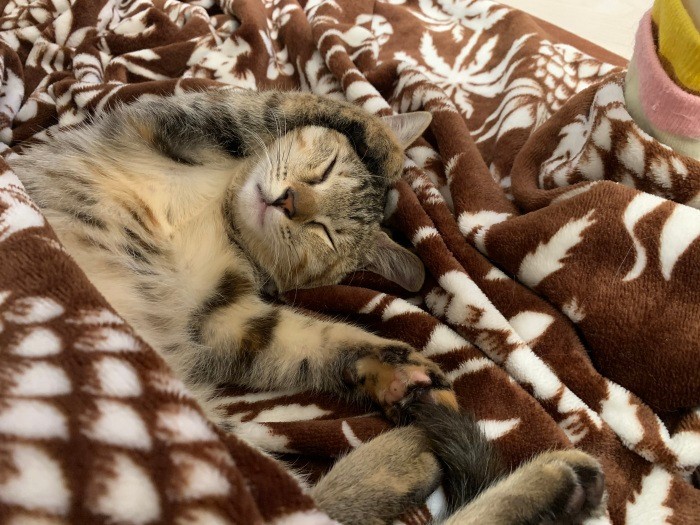 安心しきった寝姿（健太さん提供）