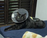 ふわふわした被毛を持つ、めぐみくん