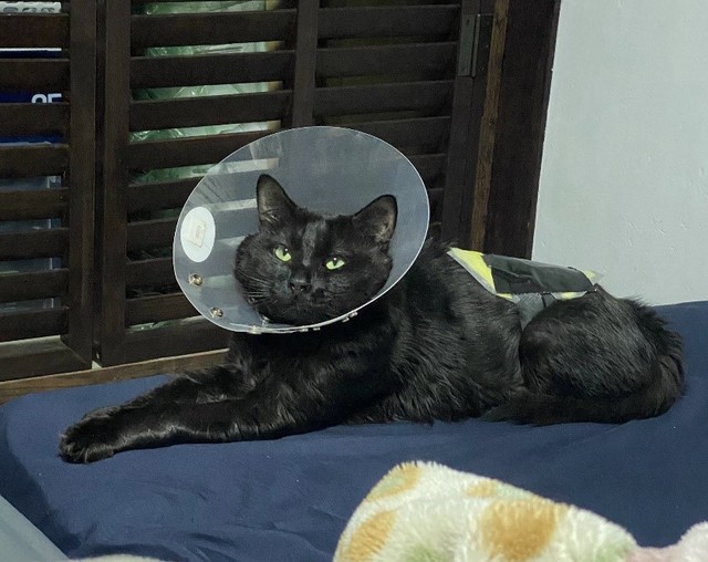 ふわふわした被毛を持つ、めぐみくん