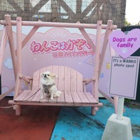 フォトスポットで記念写真を撮るほのちゃん（画像提供：ほのさん）