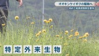 オオキンケイギク　旭川の土手　岡山・北区玉柏