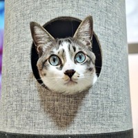 ハウスの中から顔をのぞかせる柱太郎くん（画像提供：ミキサーさん）