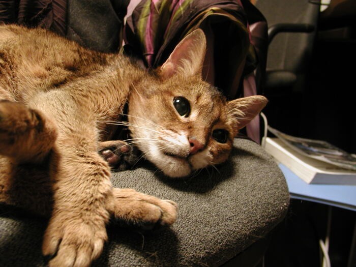 仕事机の椅子がアーサーのお気に入り。お茶をいれて帰ってくると、もうとられてたりしました