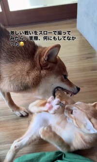 口の中にわさびくんの手が入っても、ちゃまるちゃんは噛んだりしません（画像提供：@chamaru0617さん、Instagramよりキャプチャ撮影）
