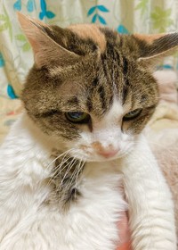 布団で寝ていると、頭にごっつんこをしに来てくれる