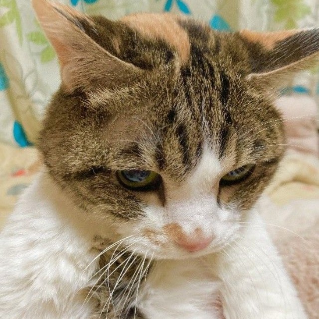 布団で寝ていると、頭にごっつんこをしに来てくれる
