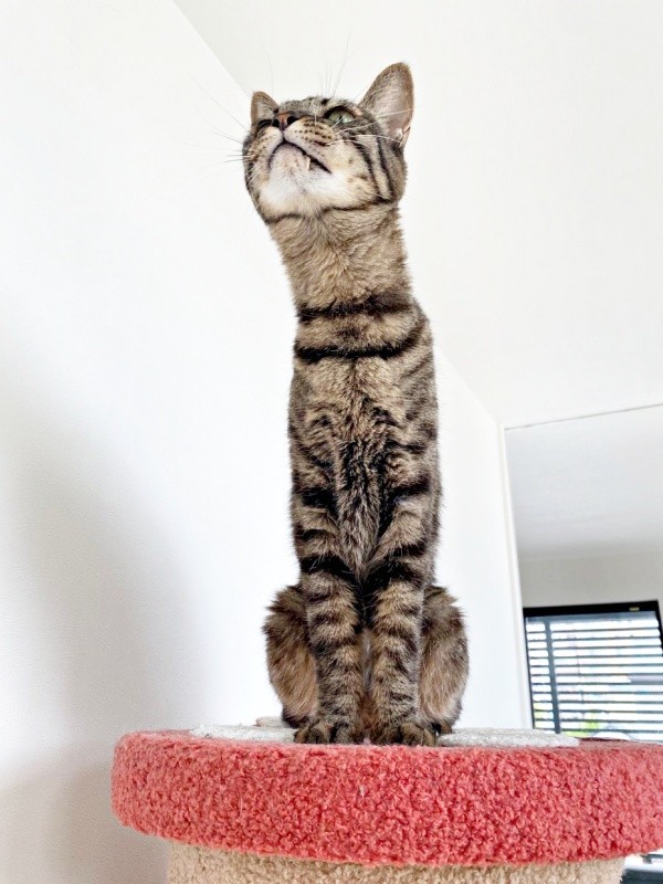 「チンアナゴ」説が浮上！ のびーるワンダーくん（画像提供：キャットアパートメントコーヒーさん）