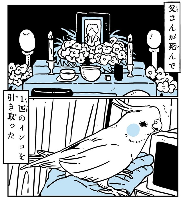 父が飼っていたインコを引き取ることに（かもみらさん提供）