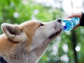 犬・猫の熱中症　８割以上が認識、対策は冷房をつけるが１位