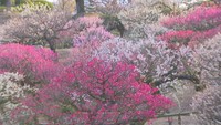 109本、81品種の梅が見頃