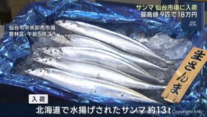 今シーズンは大型のサイズが中心　生サンマが仙台市中央卸売市場に入荷