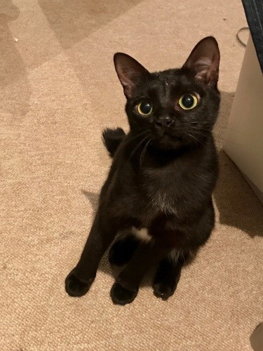 ノイアーは避妊手術の時に心雑音がわかり、心臓専門医に診てもらうと心臓に２カ所穴があいていることが判明。「長く生きられないかも」と先生にいわれたが、毎日の投薬で落ち着いている（典佳さん提供）