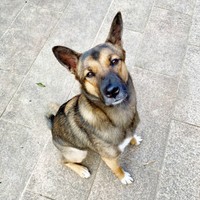 飼い主さんを見上げるばつ丸くん。うるんだ瞳がキュート！（画像提供：あやさん）