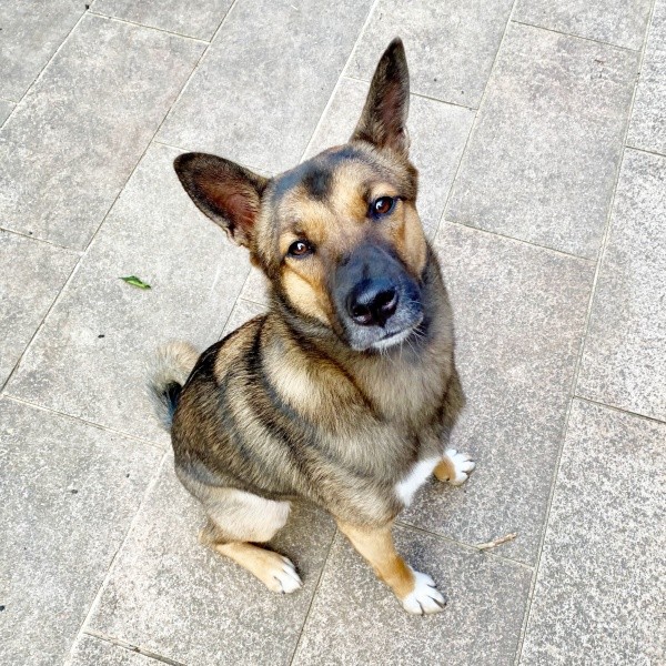 飼い主さんを見上げるばつ丸くん。うるんだ瞳がキュート！（画像提供：あやさん）