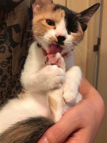 家にきたころの「ひまわり」