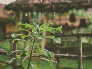 公演を終え死のうとした日、溢れる汗と涙を、雨は優しく洗い流した