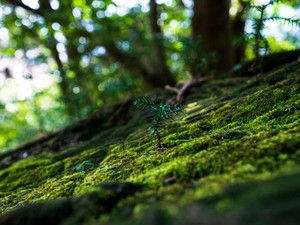 全身をめぐる優しい味。「死ぬかも」と思った屋久島で食べた五目ご飯
