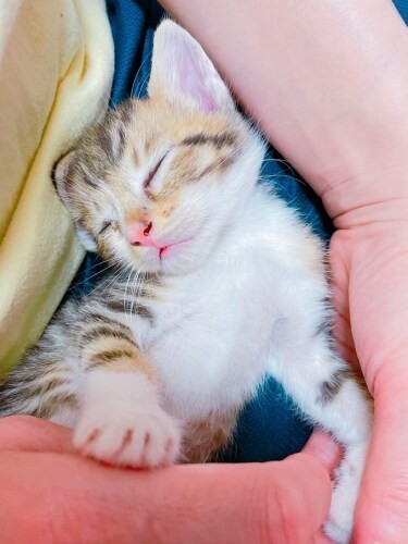 家にきたころの「トト」