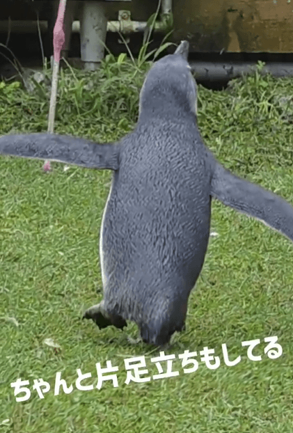 片足立ちを決める松尾くん（提供：劇団ペンターズ🐧イマイケルさん）