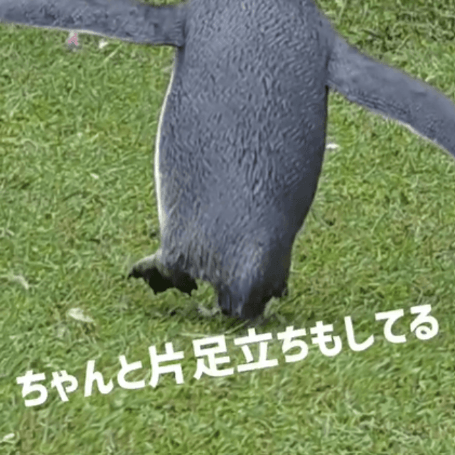 片足立ちを決める松尾くん（提供：劇団ペンターズ🐧イマイケルさん）