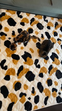 三毛柄のラグを一体化しながら堪能するにゃんず（提供：猫バカ日記さん）