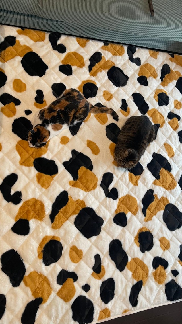 三毛柄のラグを一体化しながら堪能するにゃんず（提供：猫バカ日記さん）