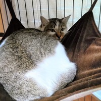 2022年12月10日、最初の捕獲機に入った直後のあさりくん。初めてのケージなのに、比較的リラックスしています