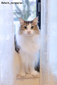 イケニャンすぎる！ 窓辺にたたずむシィクくん（画像提供：シィク : 猫アカさん）