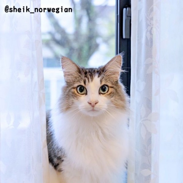 イケニャンすぎる！ 窓辺にたたずむシィクくん（画像提供：シィク : 猫アカさん）