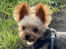 ガリガリのお散歩犬だったヨークシャテリア「べりぃ」　家族に迎えられ見事に変身