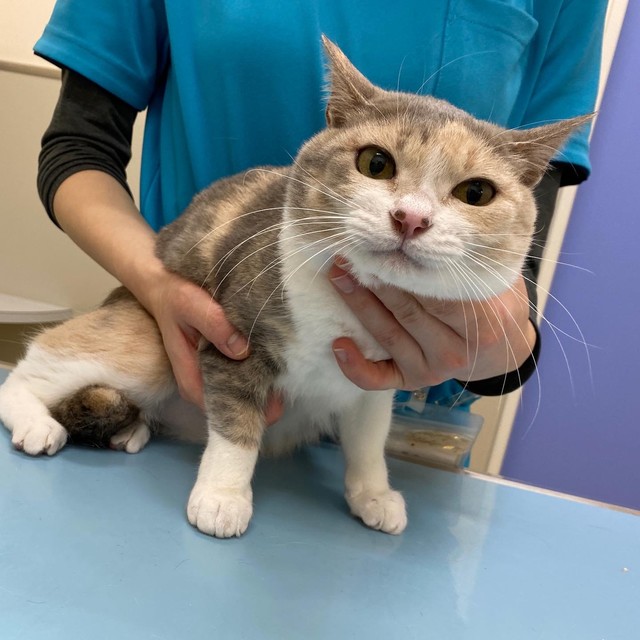 令和の三毛猫は、淡い色合いのパステル三毛と呼ばれる三毛ちゃんが増えています。遠いご先祖様に洋猫がいるのではないでしょうか？