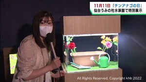 １１月１１日は〇〇〇〇〇の日　仙台うみの杜水族館でイベント