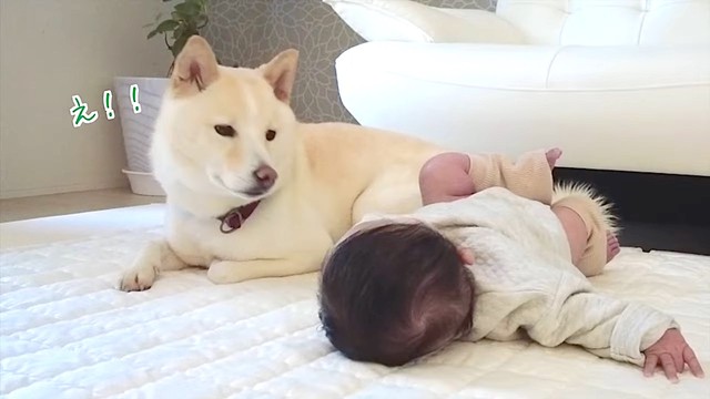 ついに寝返り返り成功……！もちくんはびっくり！（提供：豆柴もち暮らしさん）