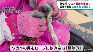 猛暑で遅れ　宮城・気仙沼市でワカメの養殖作業進む