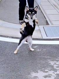 まるでボクサー！？ 二足立ちになってかまえるチョコプリンちゃん（画像提供：黒柴チョコプリンさん）
