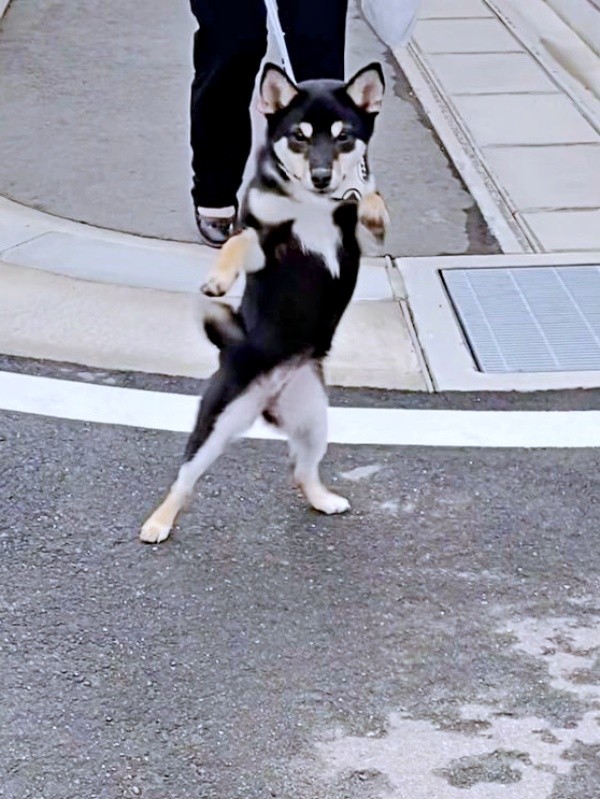 まるでボクサー！？ 二足立ちになってかまえるチョコプリンちゃん（画像提供：黒柴チョコプリンさん）