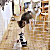 バリケードを飛び越えるハナコちゃん、つみれちゃん。ふたりを見上げるリンちゃん、獅子丸くん（画像提供：奥多摩ラフティング・カヌー・カヤック・SUP／コンセプトさ