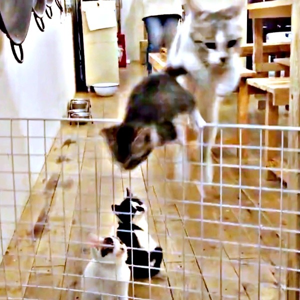 バリケードを飛び越えるハナコちゃん、つみれちゃん。ふたりを見上げるリンちゃん、獅子丸くん（画像提供：奥多摩ラフティング・カヌー・カヤック・SUP／コンセプトさ