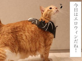 漏洩orトリーツ？　お太りさま猫ぐっぴーのキケンなハロウィン