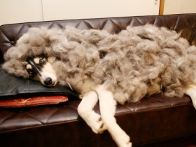 犬の「世話」を苦に感じなくなる考え方と、今のうちにやっておくべきこと