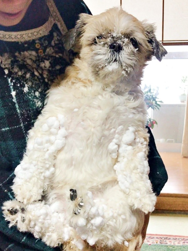 雪道を散歩し、雪まみれになったきなこちゃん（画像提供：emk_hさん）