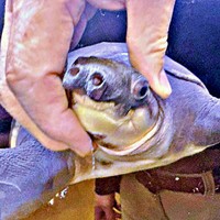 お父さんに撫でられてうっとりする亀さん（画像提供：corokukizさん）