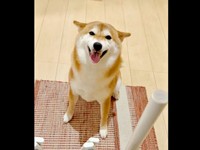 「おかえり！」お耳ピコピコして喜ぶまろんちゃん（画像提供：シヴァイヌ まろんさん）