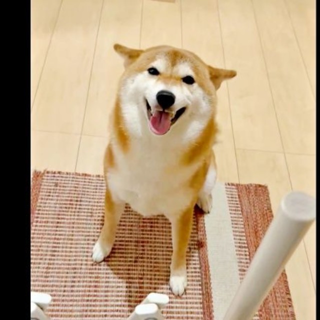 「おかえり！」お耳ピコピコして喜ぶまろんちゃん（画像提供：シヴァイヌ まろんさん）