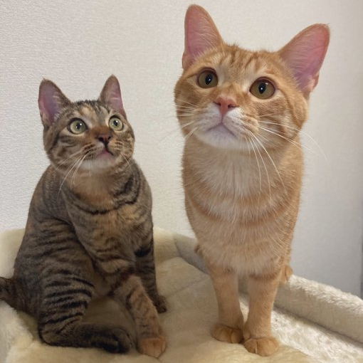 おはぎちゃん（左）とこちゃぼくん